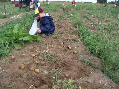 Kartoffeln 06  Bei der Ernte